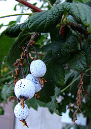 Ribes sanguineum fruit (V.I. Lohr)