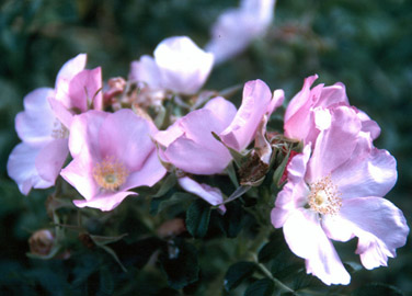 Rosa rugosa 'Frau Dagmar Hastrup' (C.H. Pearson-Mims)