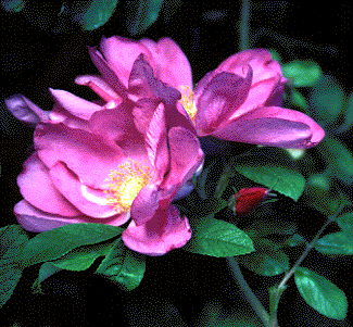 Rosa rugosa var. rubra flowers (C. Pearson-Mims)