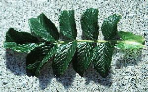Rosa rugosa leaf (V. Lohr)