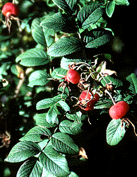 Rosa rugosa fruit (C. Pearson-Mims)