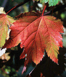 Acer glabrum leaf in fall color