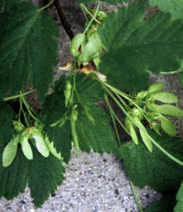 Acer glabrum seeds