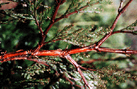 Calocedrus decurrens twigs (V. Lohr)