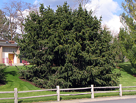 Pinus aristata trees (V. Lohr)