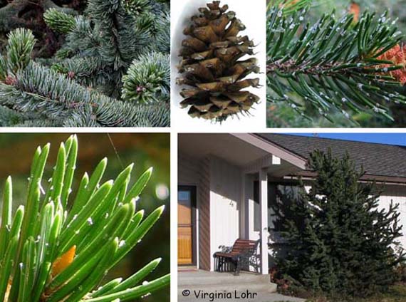 Pinus aristata (V. Lohr)