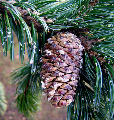 Water-conserving Landscape Plants: Pinus aristata Description