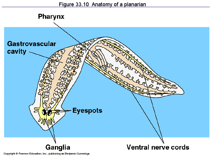 Figure 33.10 Anatomy of a planarian