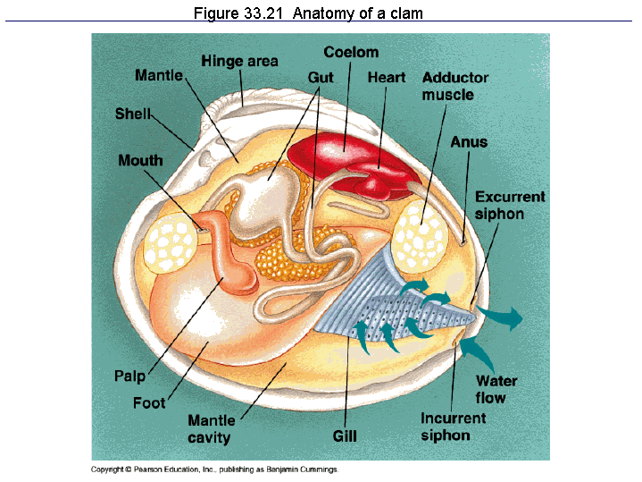 Figure 33.21 Anatomy of a clam