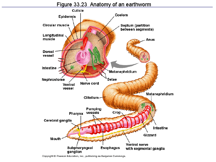 Figure 33.23 Anatomy of an earthworm