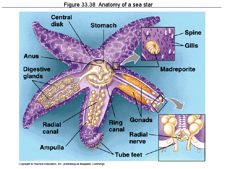 Figure 33.38 Anatomy of a sea star