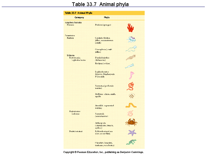 Table  Animal phyla
