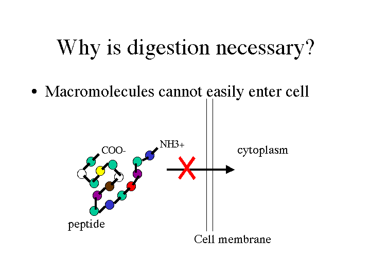 Why is digestion necessary?