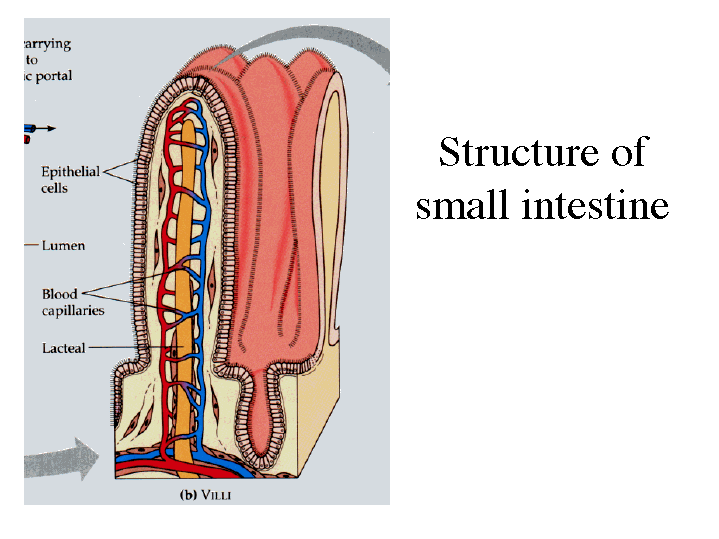 Structure Of Small Intestine