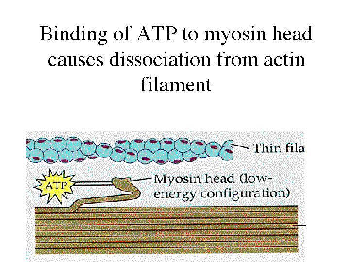 dommer Ødelæggelse Enumerate Binding of ATP to myosin head causes dissociation from actin filament