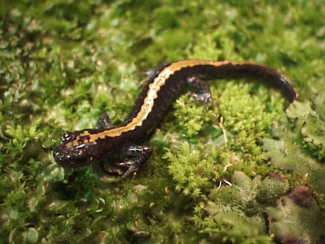 long toed salamander