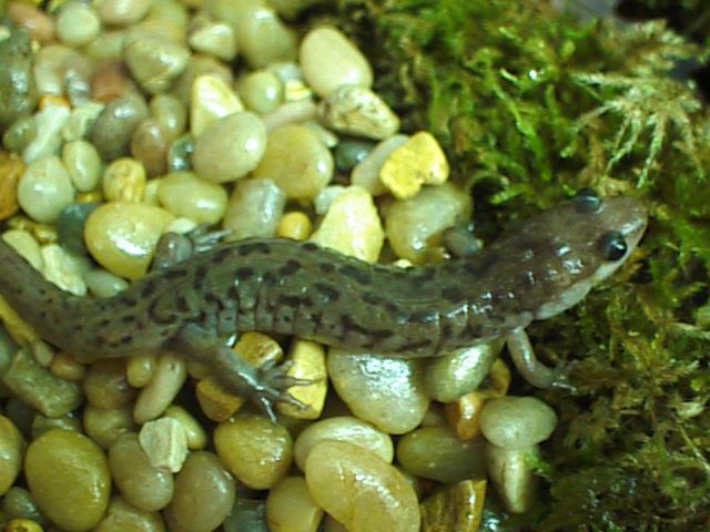 seal salamander
