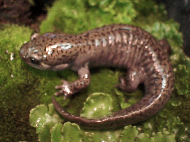 Pacific giant salamander